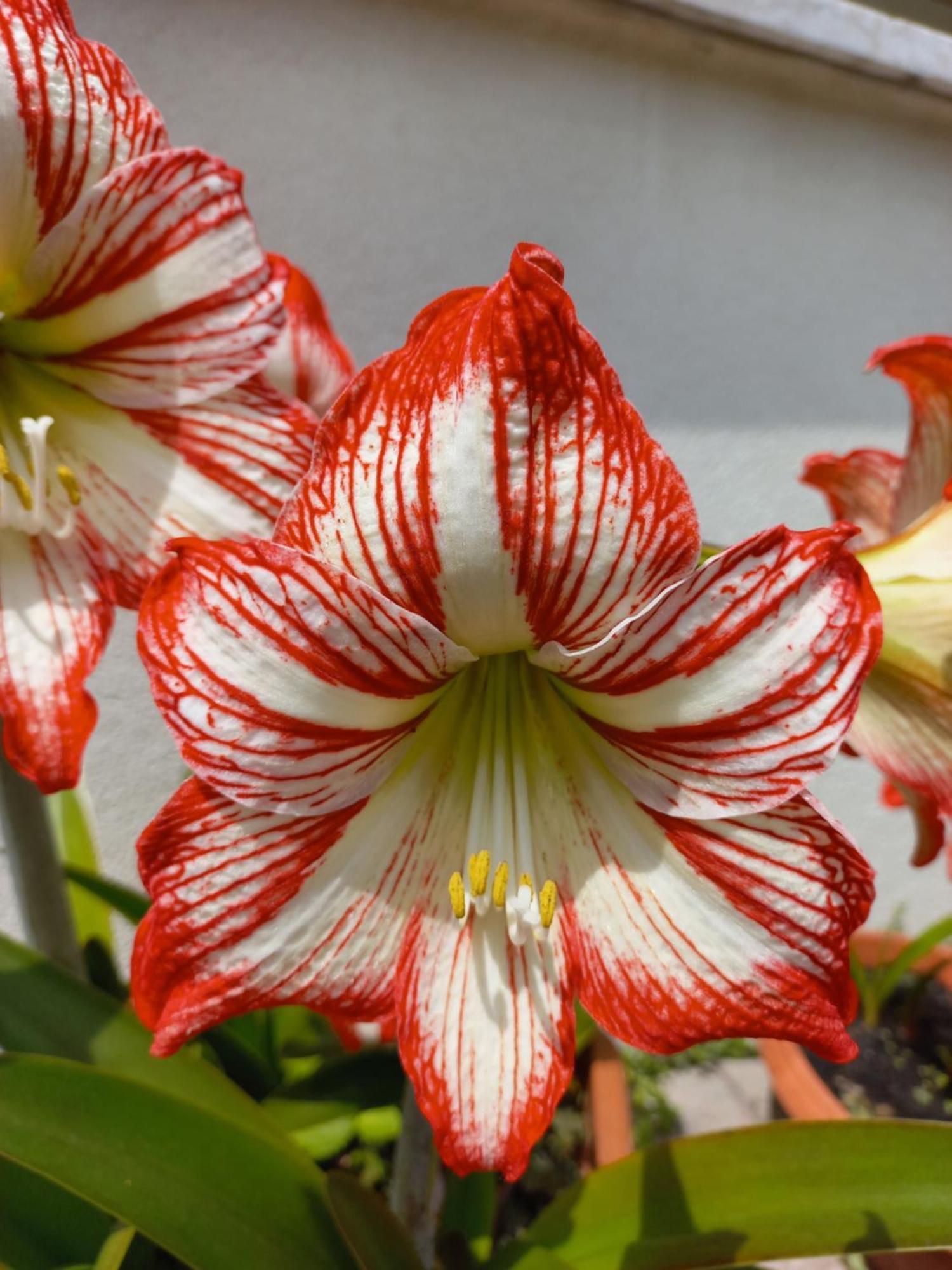 Appartamento Le Magnolie Mestre Luaran gambar