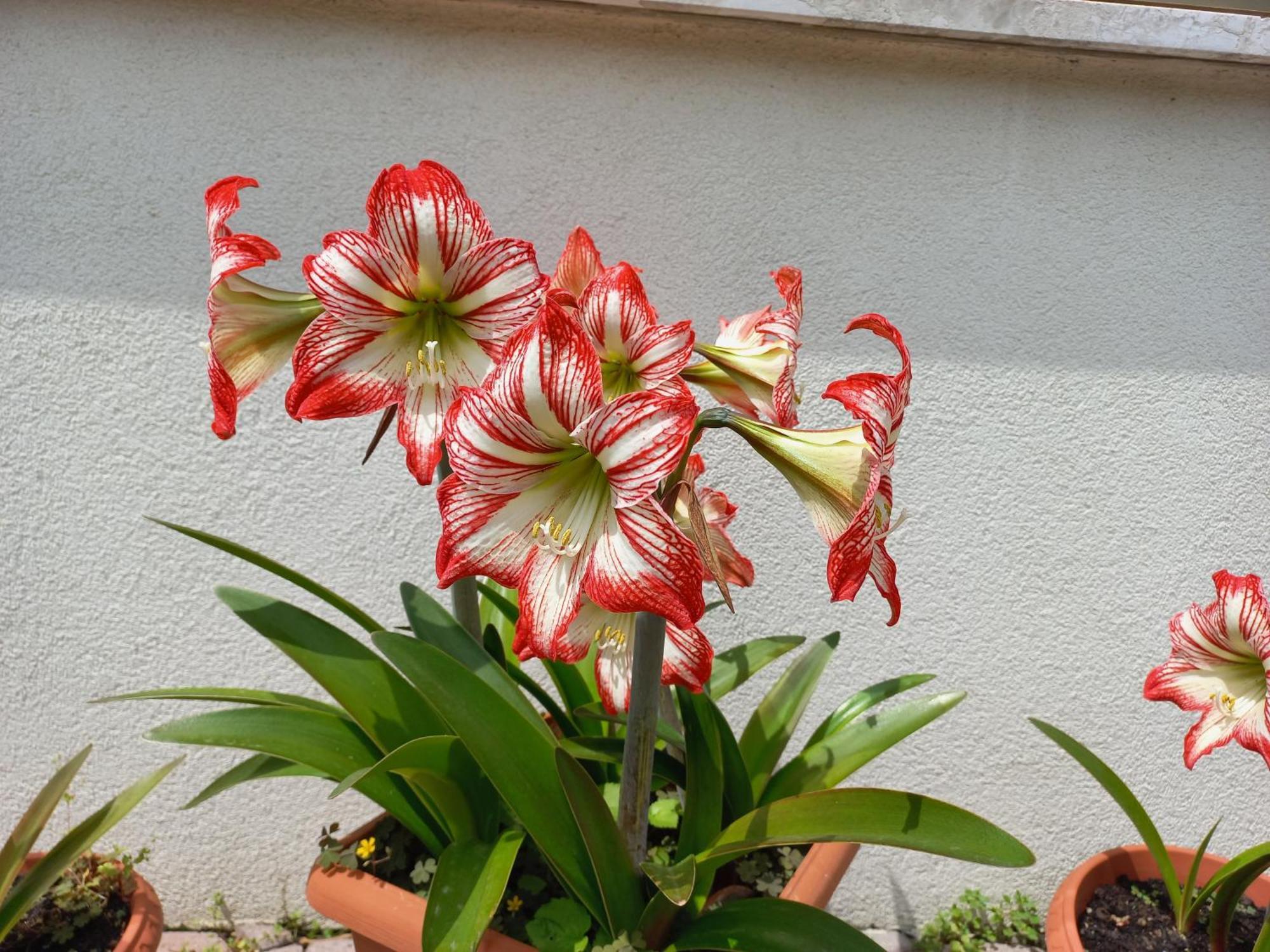 Appartamento Le Magnolie Mestre Luaran gambar