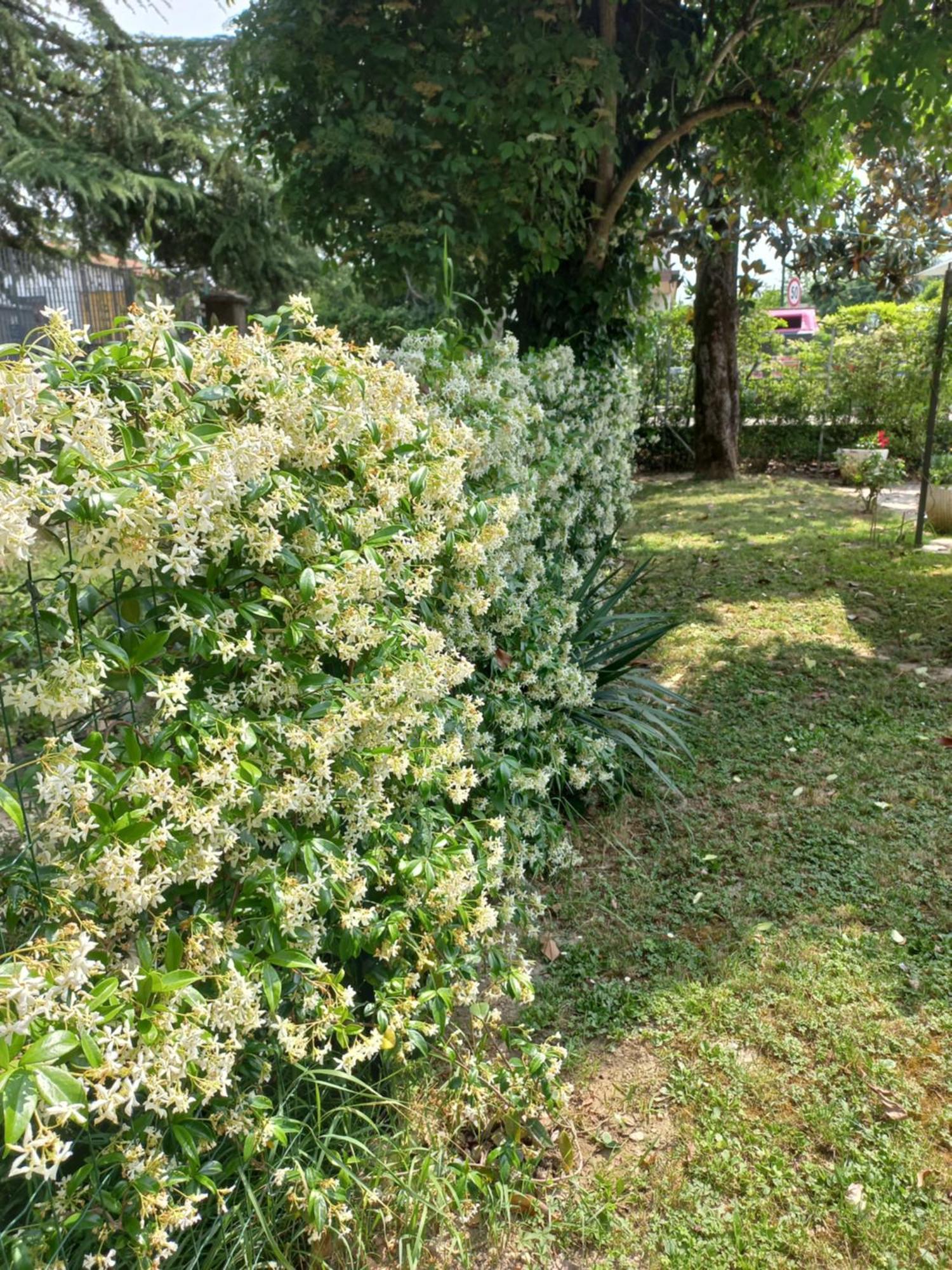 Appartamento Le Magnolie Mestre Luaran gambar
